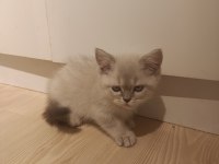3 aylık british shorthair yavrular
