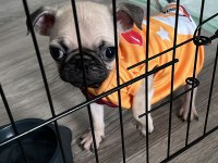 Sevimli pug