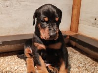 Safkan ev ortamı İstanbul'da Doberman