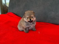 Erkek Dişi Pomeranian Yavrular