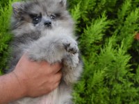 Blue Merle Pomeranian Erkek yavrumuz