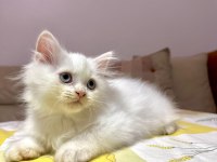 British longhair yavrular