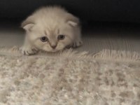 2,5 aylık yavru scottish fold
