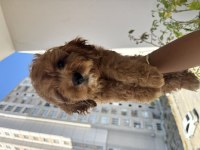 Aşılı tuvalet eğitimli Maltipoo