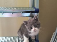 Cins british shorthair kedisi