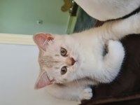 Bursa yavru british shorthair kedisi