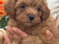 ÇOK ŞİRİN MALTİPOO YAVRULARIMIZ