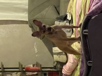 Chihuahua 9 Aylık (Şivava)