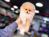 Yurt dışı giriş Konya içi elden teslim pomeranian yavrular