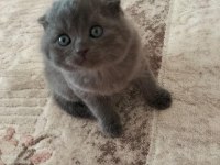 British Shorthair Ve Scottish Fold