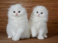 Irk Ve Sağlık Garantili Scottish Fold Kediler