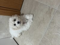 4 aylık terrier