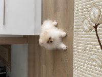 Pomeranian boo