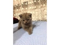 9 adet yavru kediler