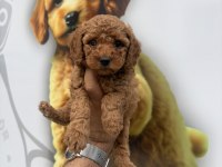Toy poodle yavrularımız
