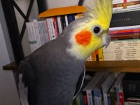 Normal Grey Erkek Sultan Papağanı