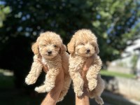 Orjinal Maltipoo yavrularım