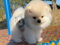 Pomeranian Boo Safkan 3 Aylık