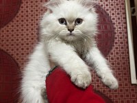 ÜST KALİTE ŞECERELİ BABADAN BRİTİSH LONGHAİR