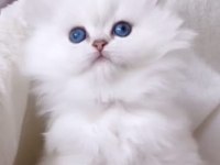 British scottish longhair yavrularımız teslime hazır