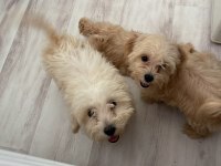 Sağlık Ve Irk Garantili Maltipoo