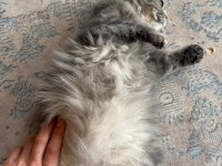 1 yaşında dişi british longhair