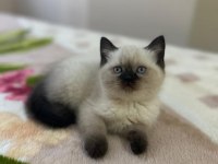 BİBLO BLUEPOİNT YAVRU KEDİMİZ