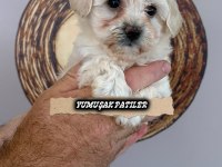 Kore Maltese