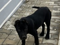 Safkan Cane Corso