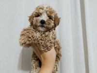 Poodle bebeklerimiz