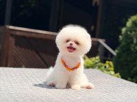 Sağlık Ve Irk Garantili Pomeranian
