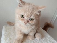 2 Aylık British Shorthair Bebek Yuva Arıyor