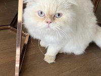 Beyaz british longhair mavi gözlü