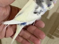 33 GÜNLÜK DİŞİ BEBEK MUHABBET KUŞU