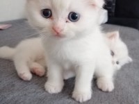 Scottish Fold Güzellik pofidik