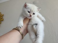 British Shorthair Uygun