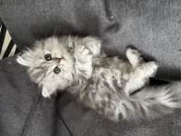 Tatlı british longhair bebeğimiz