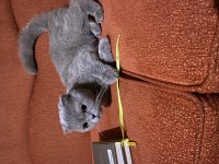 Kehribar gözlü scottish fold