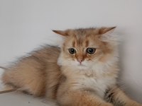 British longhair çok uyguna verilecek