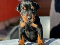 Sahibine bağlı Rottweiler yavrular