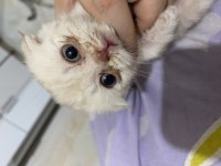 Yeşil gözlü pembe patili erkek scottish fold yavrumuz