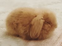 Hollanda lop tavşanı