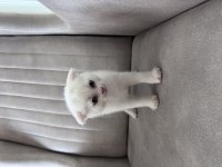 Birbirinden güzel British Shorthair yavrular