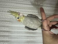 El Beslemesi 2 Aylık Yavru Sultan Papağanı