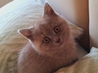 British shorthair lilac yavrumuz