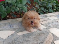 Maltipoo dişi 2.5 aylık