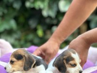 Safkan anne ve babadan beagle yavruları