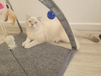 Scottish Shorthair Lynx Tekirdag Süleymanpasa