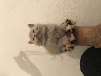 Scottish Straight ve Scottish Fold