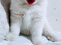 Eşsiz Samoyed Yavrularımız